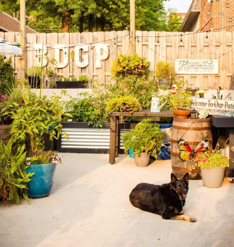 dog laying on concrete patio with BDGP letter signs on wooden fence and plants in front of it